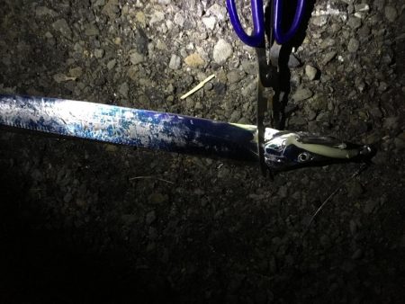 釣れ続く太刀魚